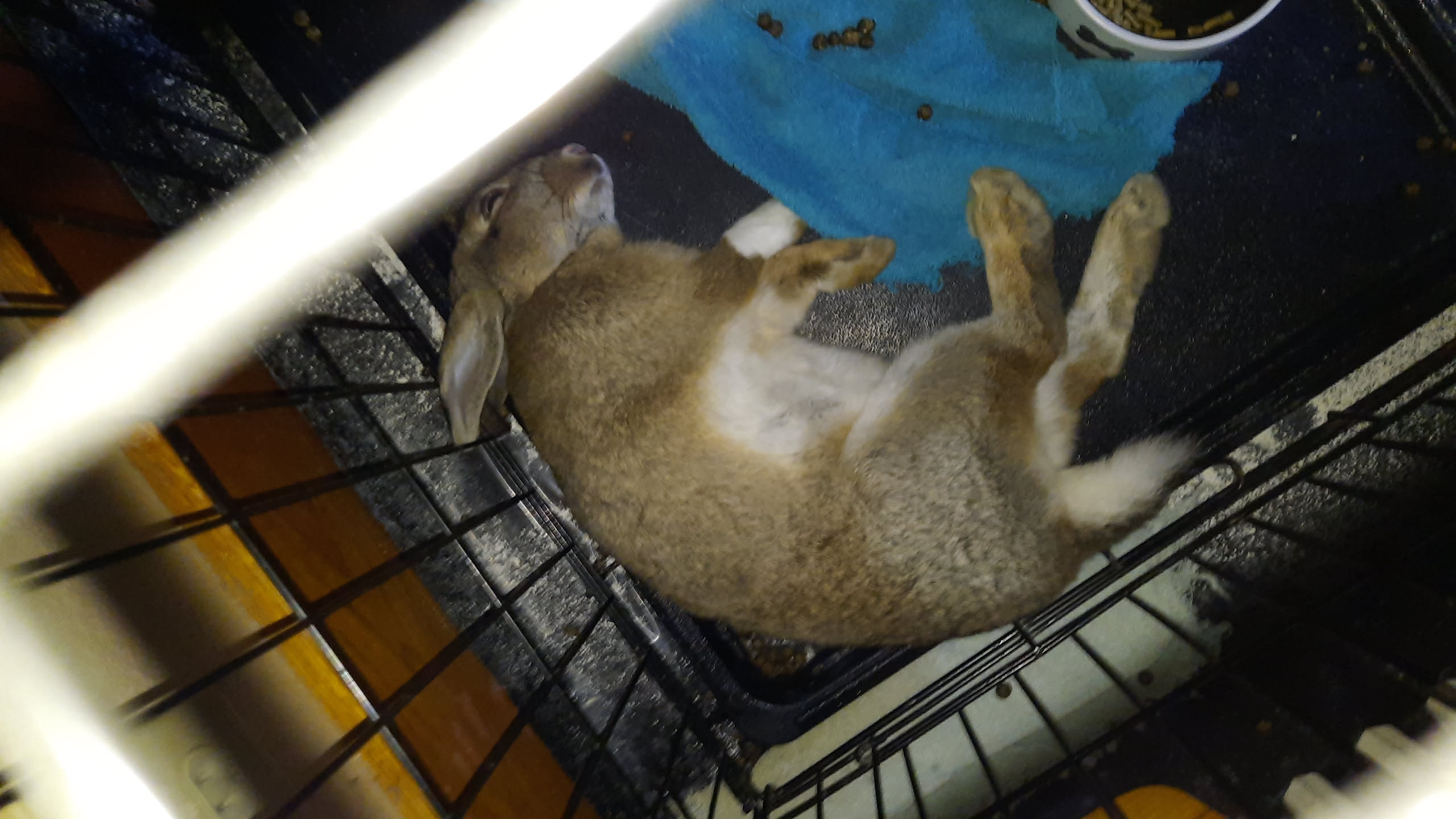 rabbit sleeping face down on floor again