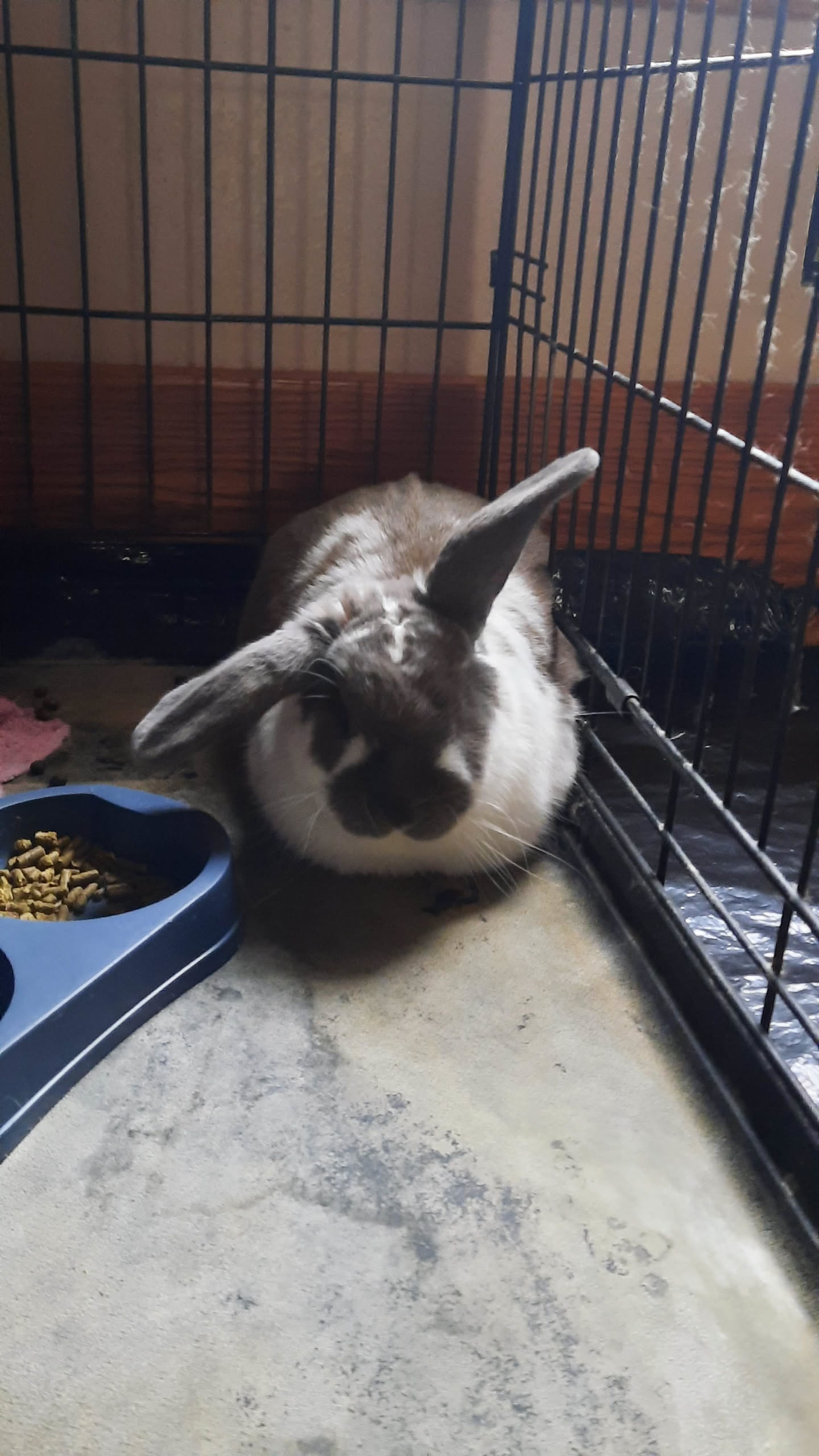 rabbit with 1 ear pointed up and one down