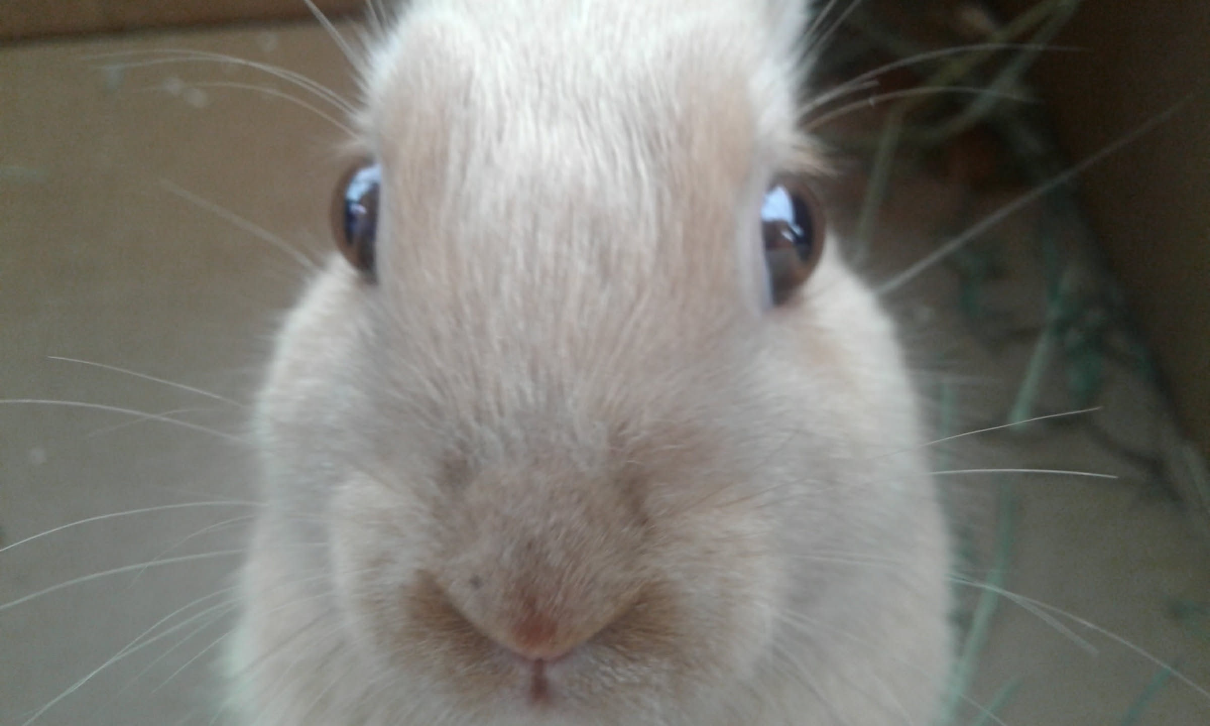 baby rabbit looking into camera while in cardboard box