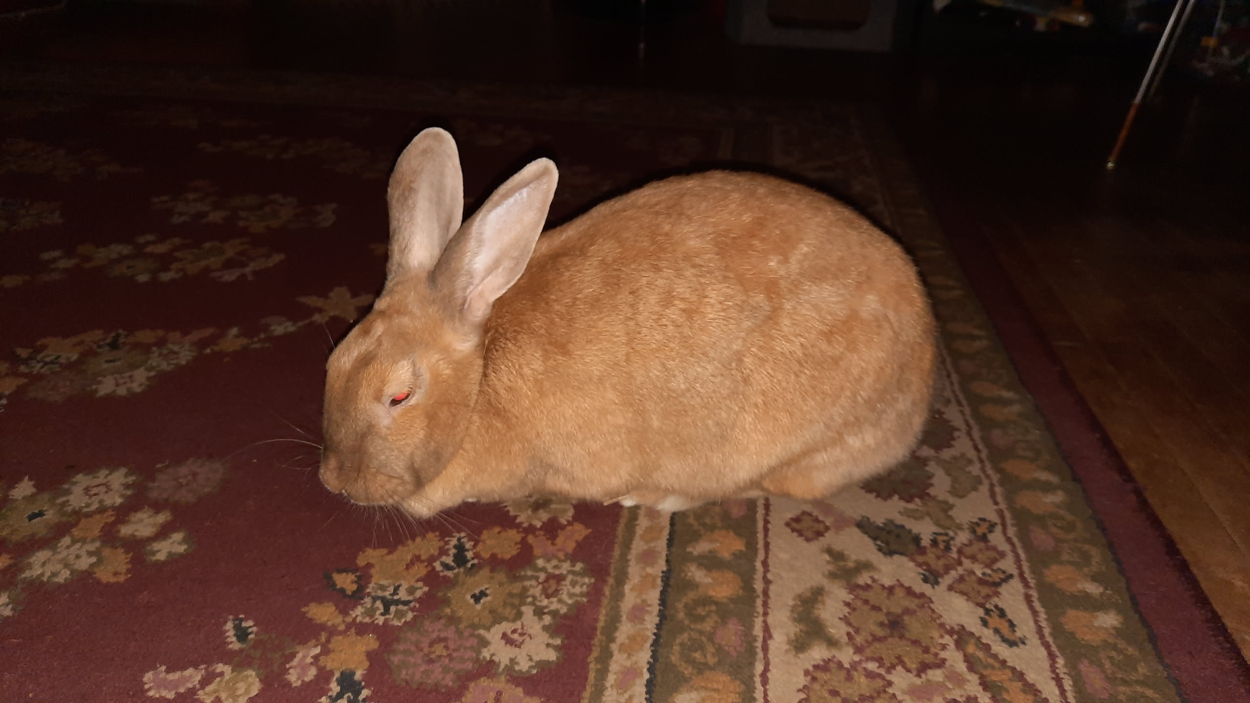 rabbit sitting on carpet