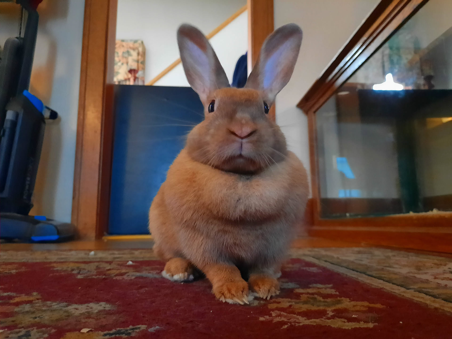 rabbit looking into camera looking curious
