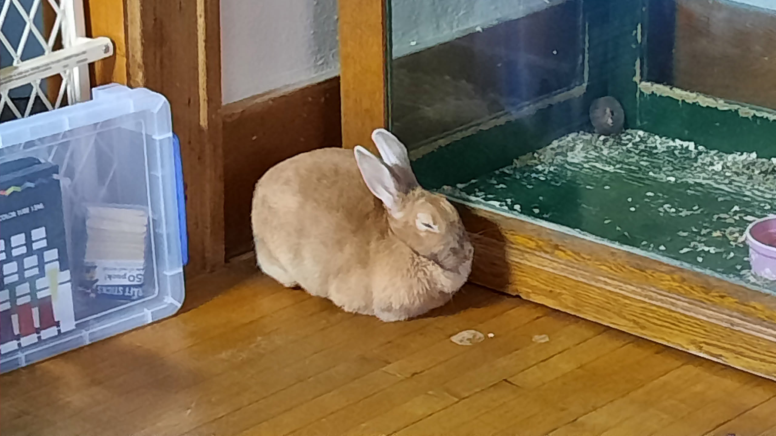 rabbit sitting in corner sleeping