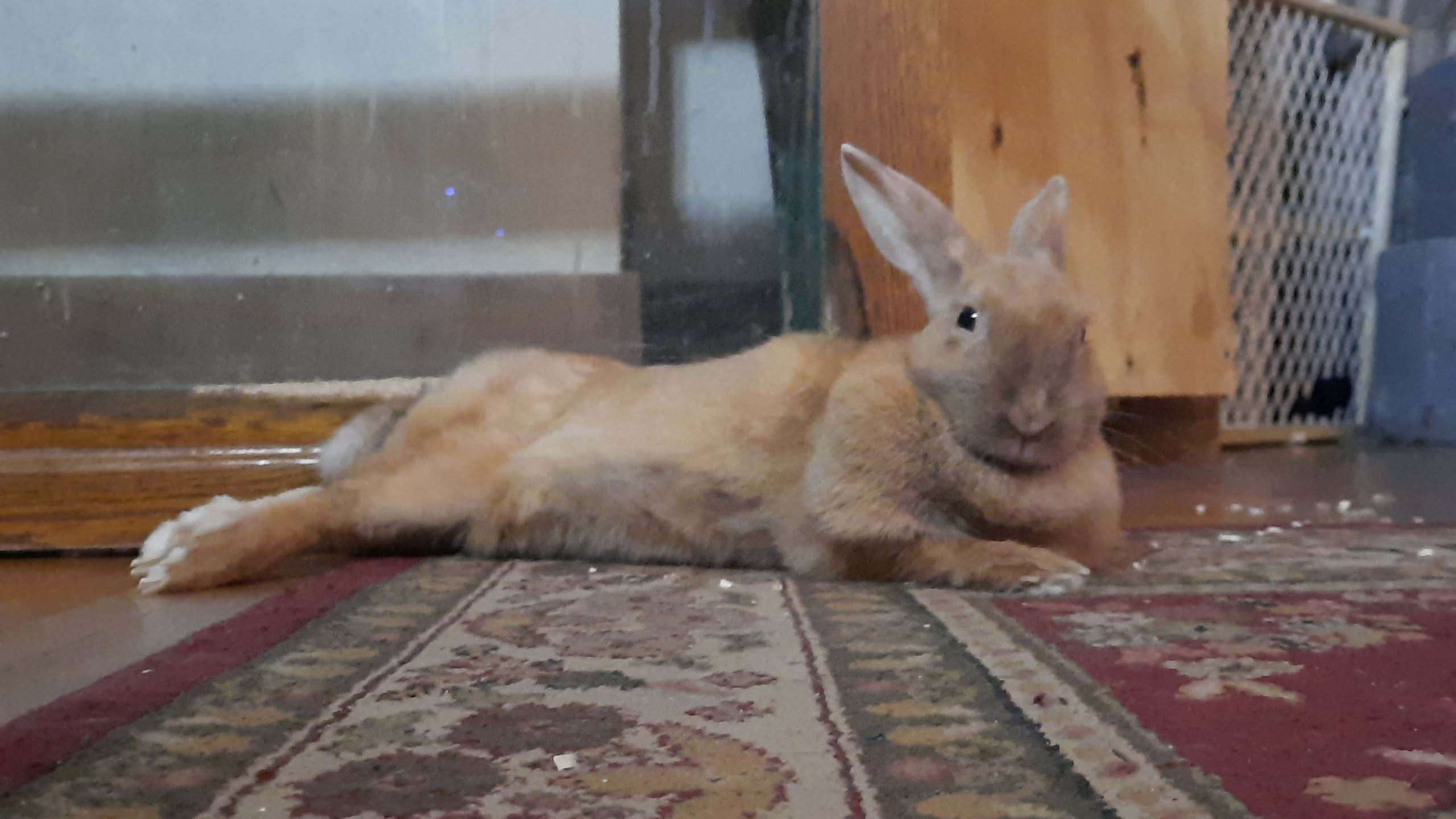 rabbit fully stretched out on carpet looking quite happy