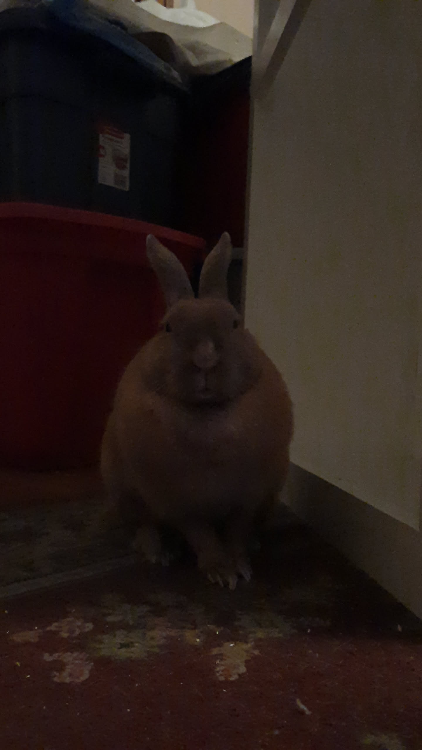 rabbit standing tall on the carpet looking proud of herself