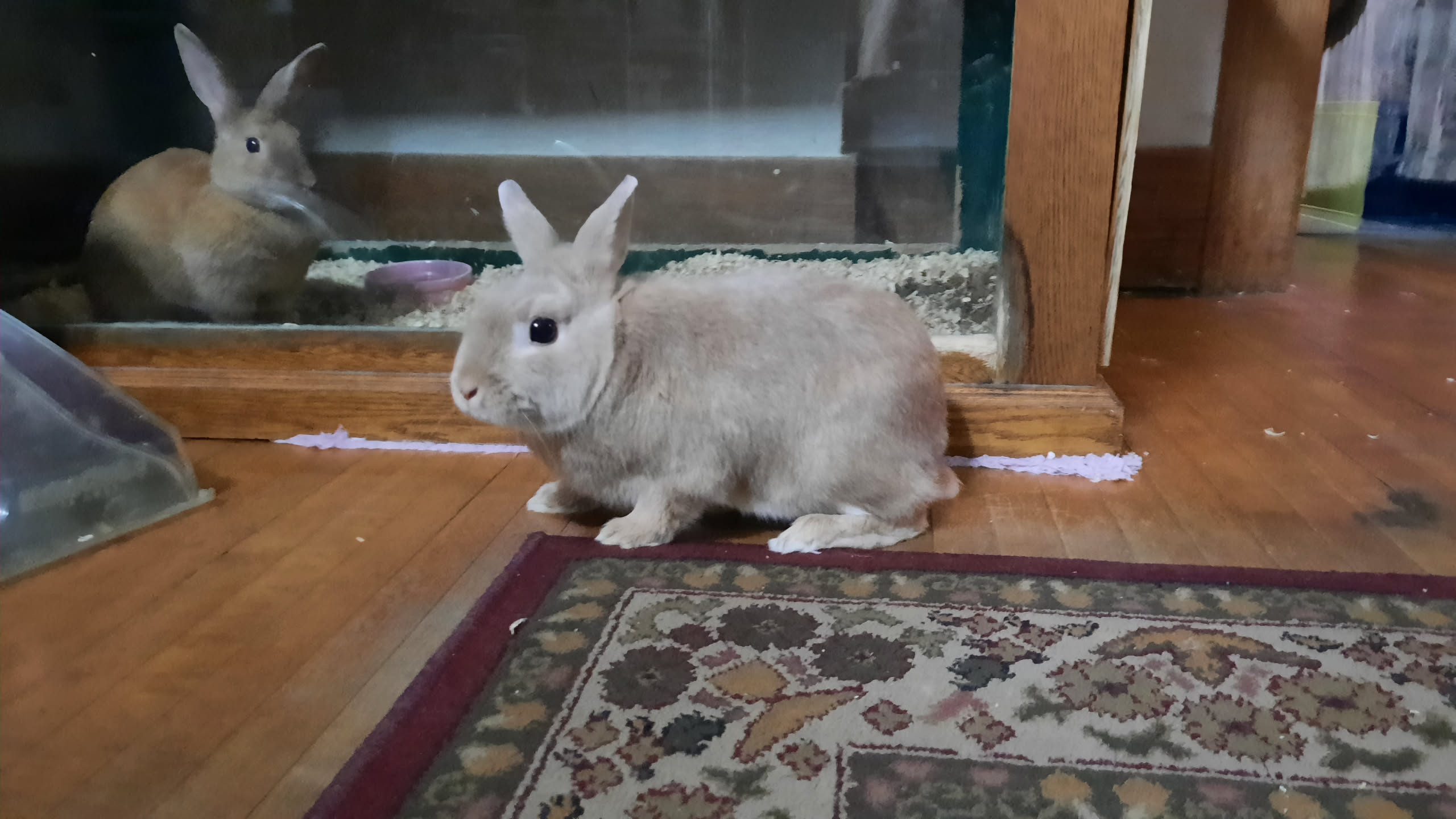 rabbit standing in front of cage with another rabbit inside