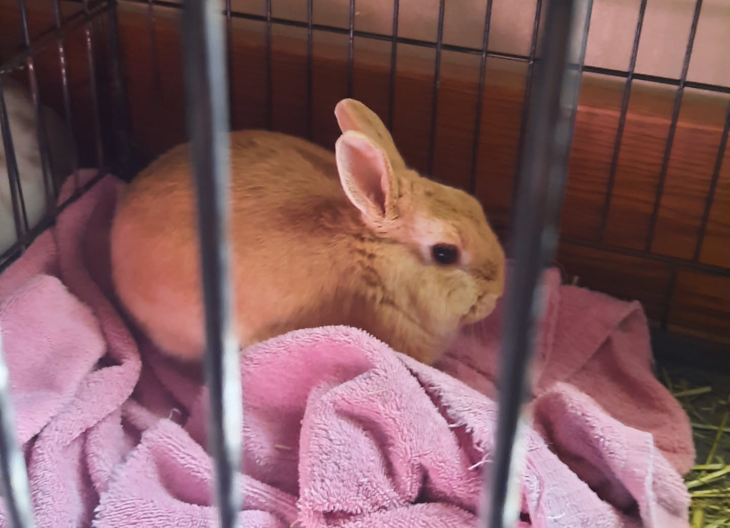 rabbit sitting on towel