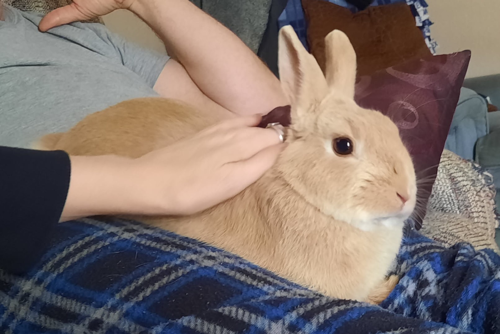 rabbit stretched out on person's lap