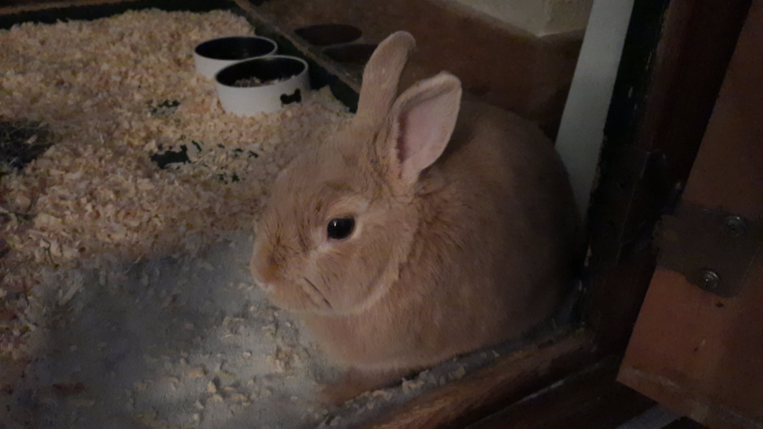 rabbit sitting in front of open door