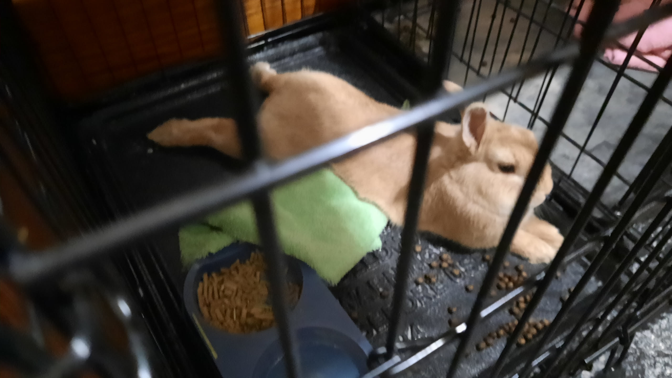 rabbit stretched out with legs kicked out